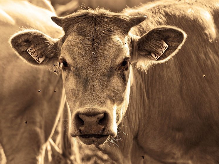 В Бурятии в ДТП с коровой тяжесть ответственности легла на водителя