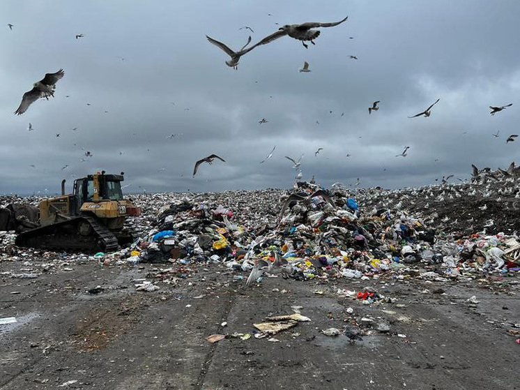 Схорониться подороже: полигоны Ленобласти поднимают цену для питерского мусора