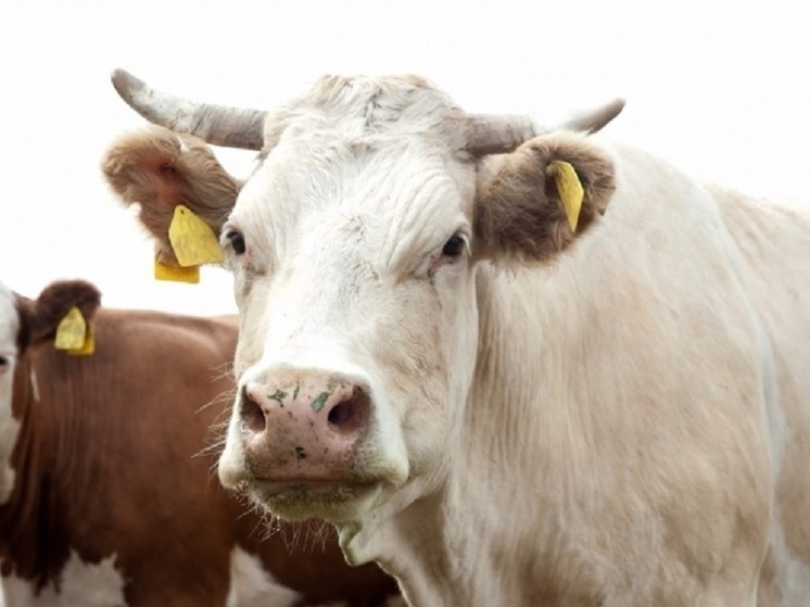 В Волгоградской области начнут маркировать домашний скот с 1 марта