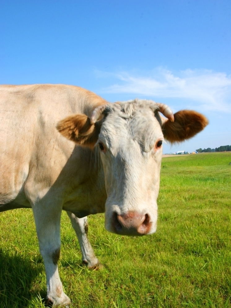 В Бурятии молочные фермы и производители зерна получат дополнительные субсидии