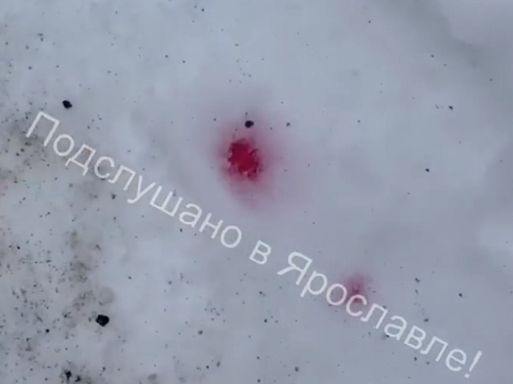 В Ярославле активизировались догхантеры