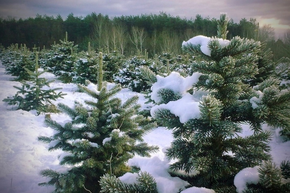 Костромская область поставила рекорд ЦФО по лесовосстановлению