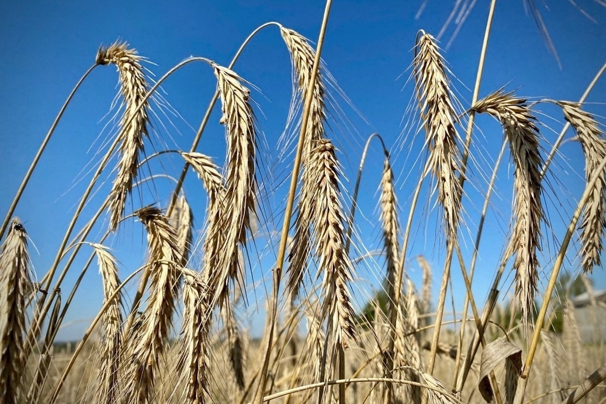 Костромской департамент АПК поможет субсидиями производителям ржи и пшеницы