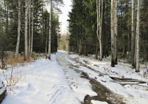 В Свердловской области в 2023 году зафиксирован самый низкий уровень незаконной рубки леса за 10 лет