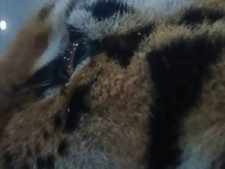 Знаменитый дрессировщик рассказал о тиграх в Хабаровском крае