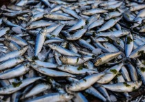 В результате массовой гибели рыбы в реке Большой Мырчан и озере Чля летом прошлого года, Николаевской-на-Амуре межрайонной природоохранной прокуратурой было возбуждено уголовное дело по статье 250 УК РФ (загрязнение вод)