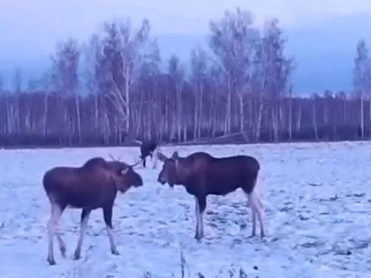 В Омской области в фотоловушку попали «танцующие» лоси