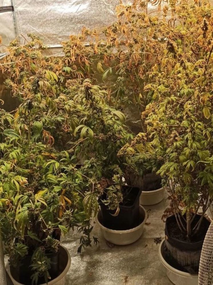 Коноплю растили в мытищинской квартире наркодельцы из Москвы