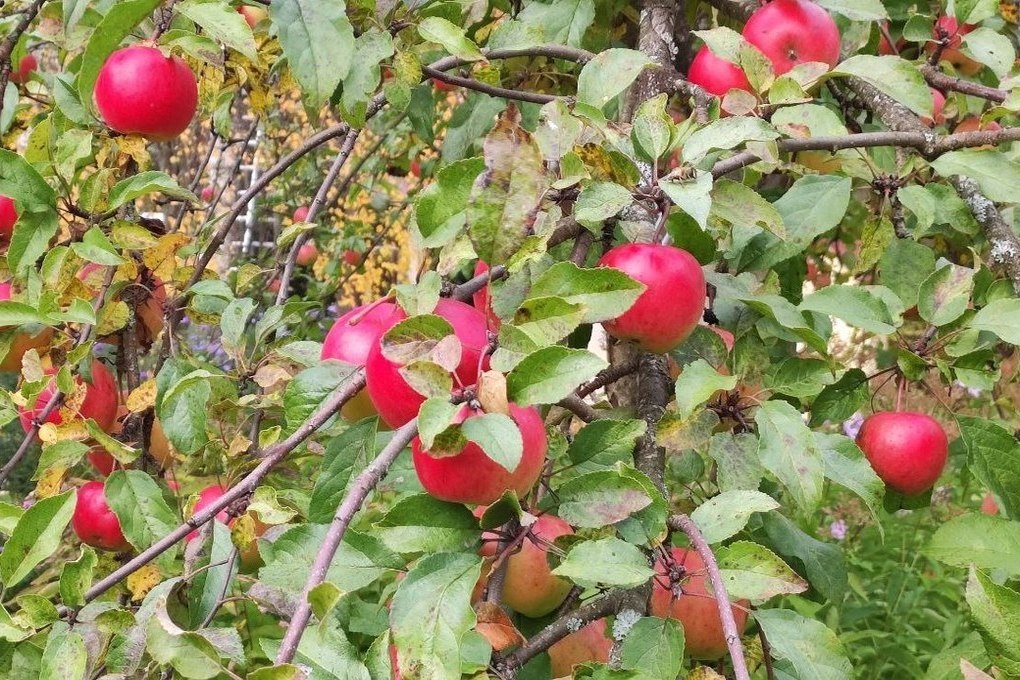 В Зеленоградске на месте зарослей боярышника появится яблоневый сад