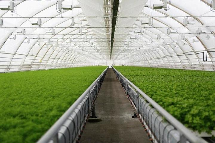 Под Воронежем появится тепличный комплекс по выращиванию овощей за 5,1 млрд рублей