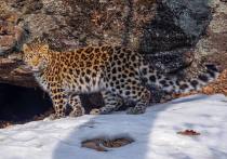 Новый дальневосточный леопард — самая редкая большая кошка в мире —получил новое имя — Мия, «непокорная»