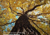 Организаторы акции «Сад Памяти» провели конкурс фотографий осеннего леса
