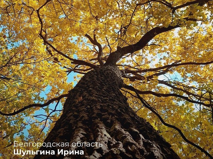 Фото белгородского леса стало одним из лучших на Всероссийском конкурсе