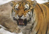 В Хабаровском крае начался отлов тигров в районе поселке Мухен, жители которого жаловались на террор со стороны хищников