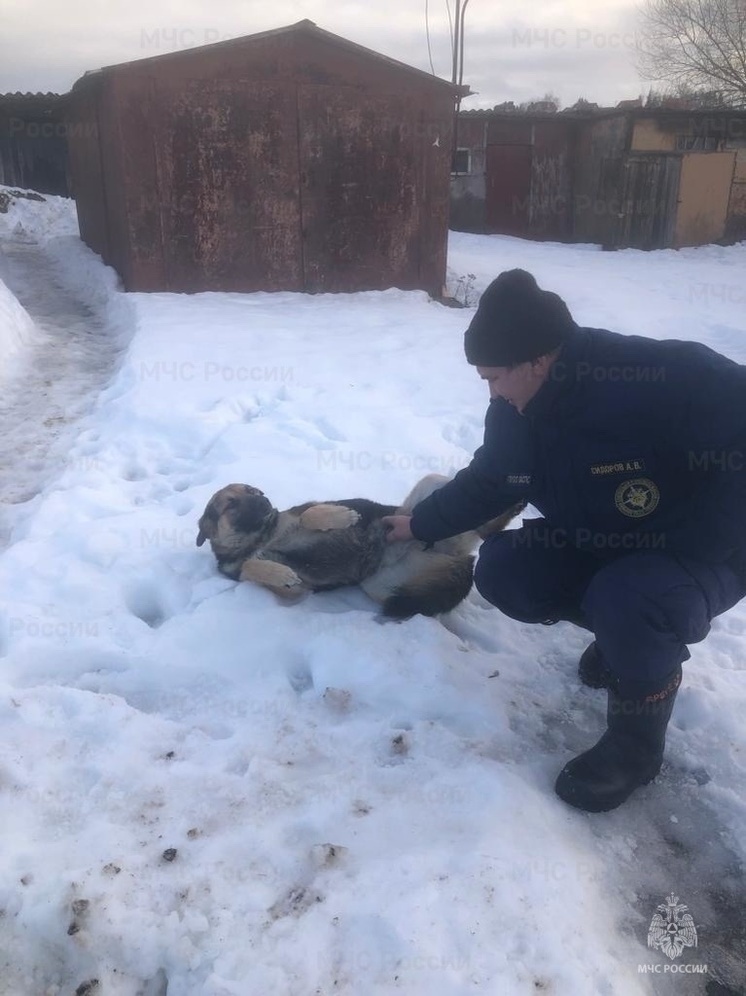 В Орловском МО из заброшенного подвала спасли собаку