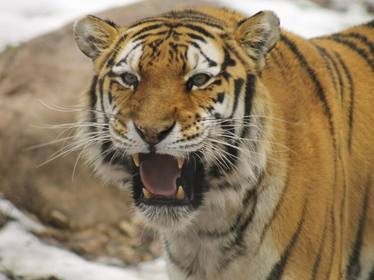 В поселке, который терроризируют тигры, начался отлов хищников