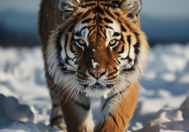 Неожиданный эффект от программы по спасению популяции амурского тигра получили жители Дальнего Востока