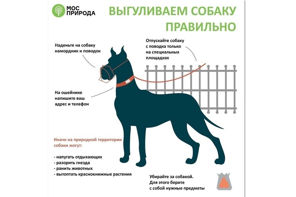 В Костроме стали наказывать хозяев собак, которые выгуливают своих питомцев без поводка