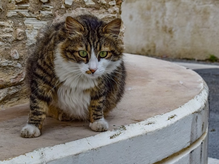 Взгляд из Германии — Тысячи кошек на Кипре убил новый вирус