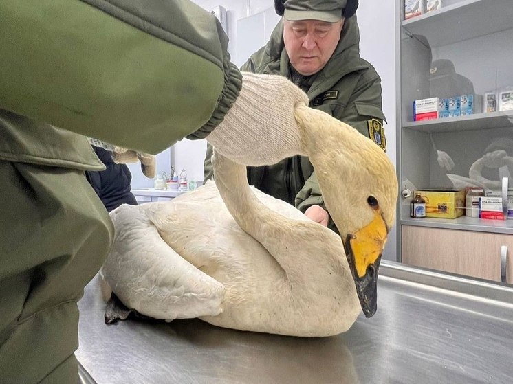 Нашли у аэропорта: не улетевшего на зиму из Ноябрьска лебедя отправят в Башкирию