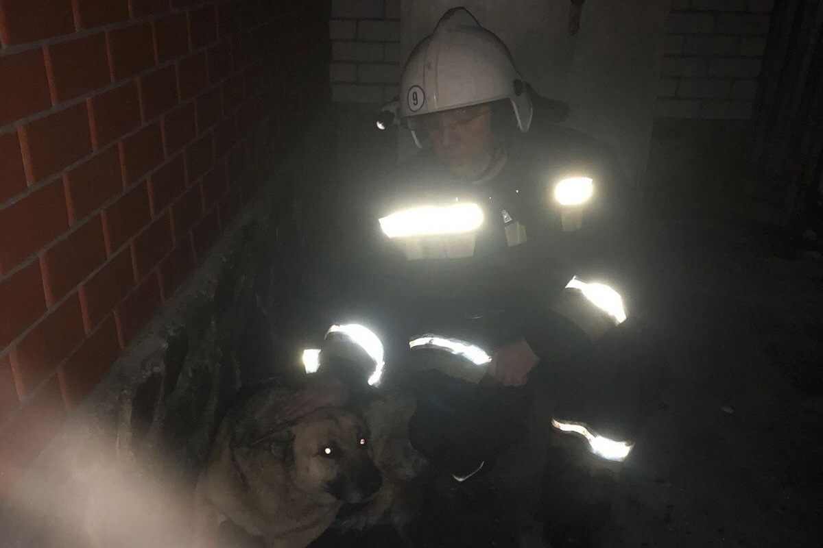 Курские пожарные спасли собаку из горящего сарая