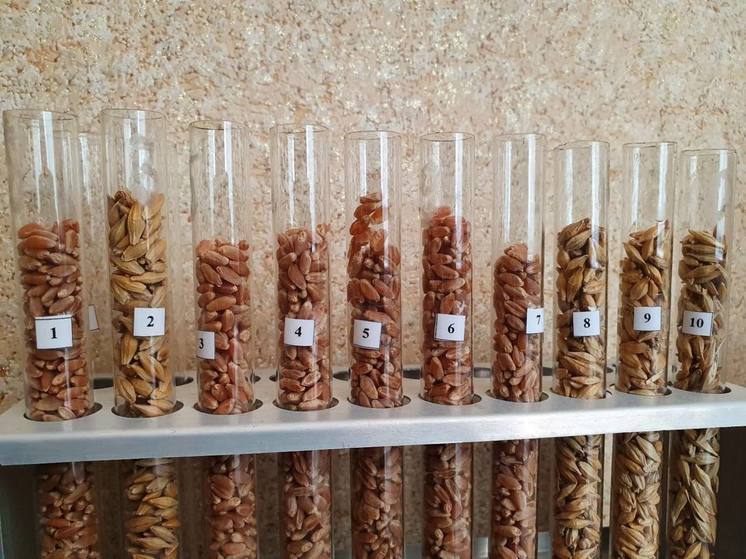 20 процентов семян пшеницы в России обеспечивает Ставропольский край