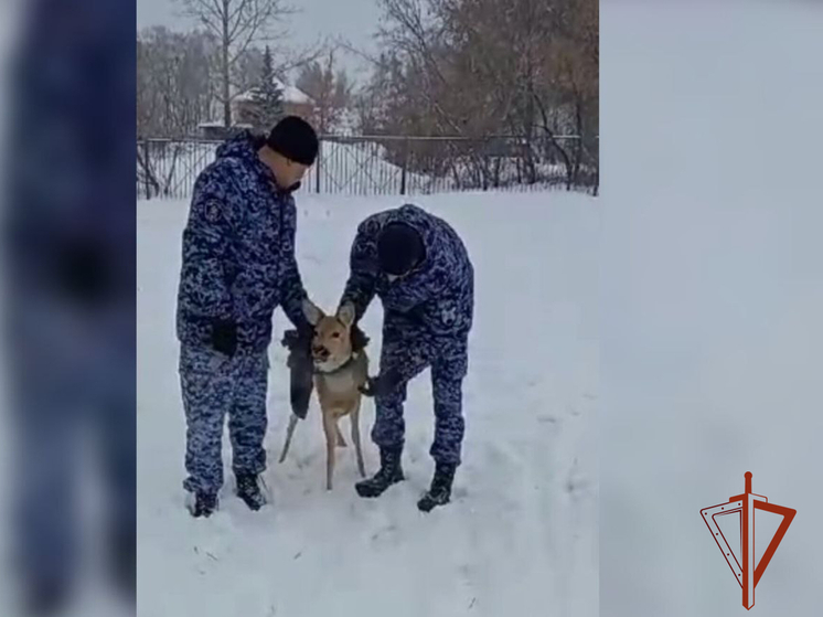Росгвардейцы спасли косулю, застрявшую в заборе омской школы