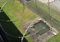 В тюрьме бразильского штата Санта-Катарина заменили сторожевых собак на гусей