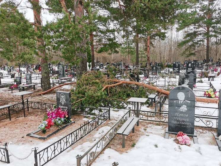 Интерактив: неприятный «сюрприз» на псковском кладбище