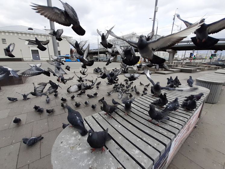 За убийство голубя японскому таксисту грозит год тюрьмы
