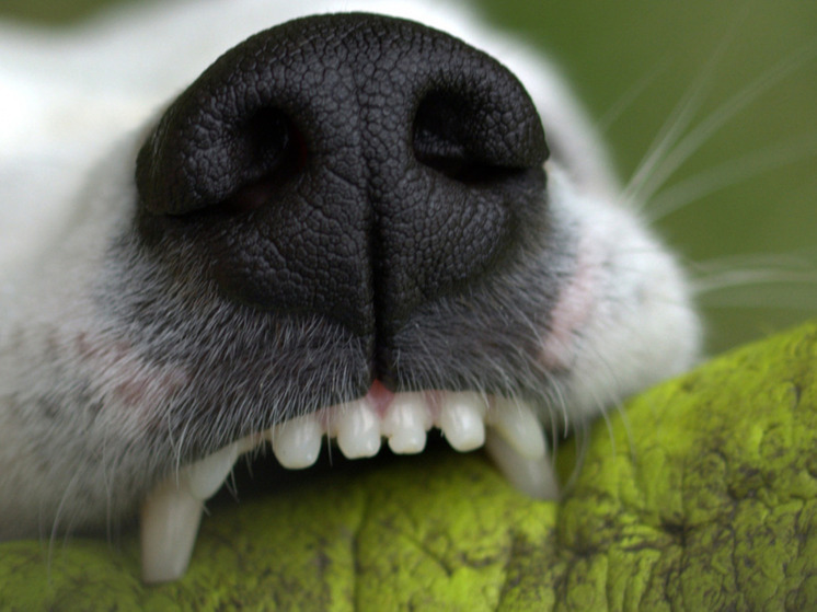 За укус собакой мальчика из НАО с хозяина взыскали 60 000 рублей