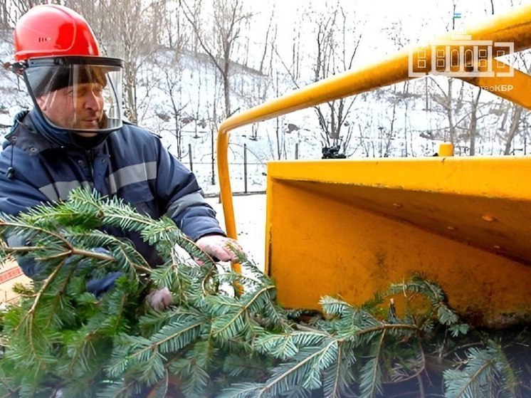 Жители Нальчика могут экологично утилизировать новогодние ёлки