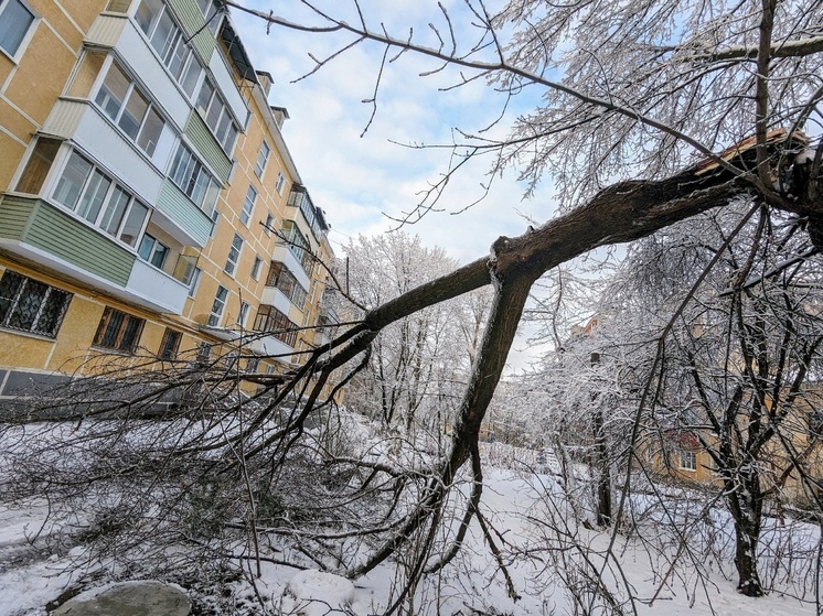 Из-за снегопада в Рязани зафиксировано 107 случаев падения деревьев