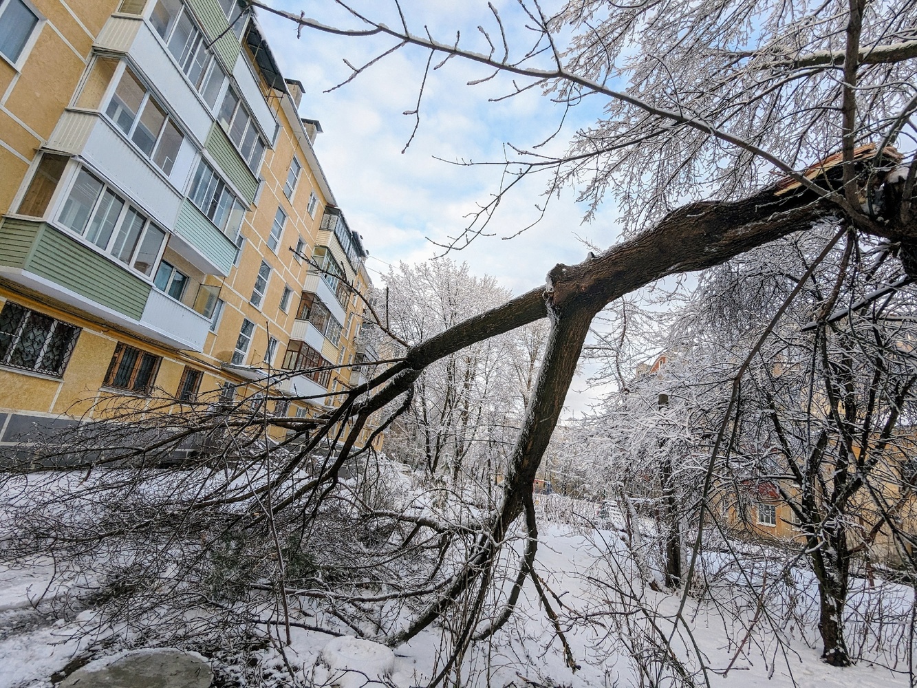 Из-за снегопада в Рязани повалило более 100 деревьев: кадры последствий непогоды