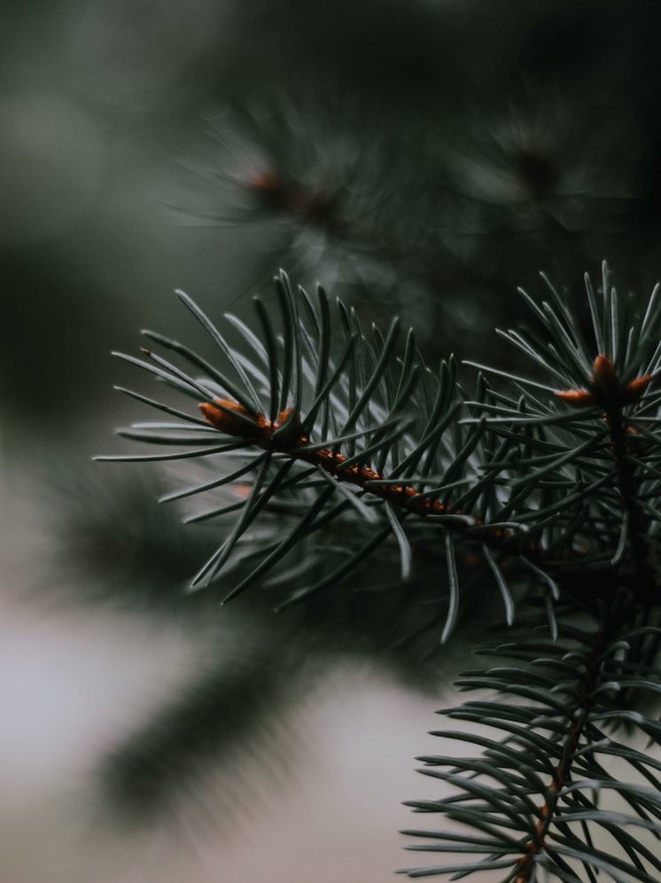 Жителям Бурятии напомнили, где купить новогодние елки