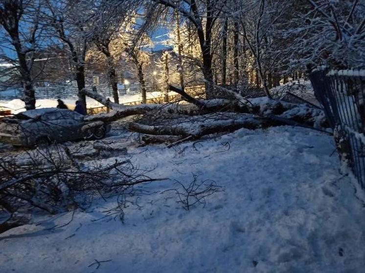 24 декабря в Рязани поступило 222 заявки на уборку упавших деревьев