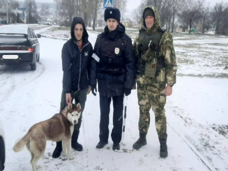 Белгородские инспекторы помогли вернуться домой потерявшейся хаски