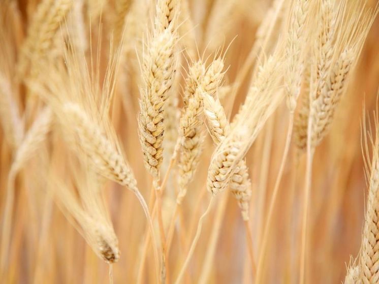 Ученые Новосибирска выявили бактерии для повышения урожая пшеницы при засухе
