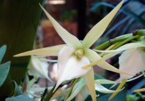 Уникальная особенность этой орхидеи - очень длинный шпорец-нектарохранилище
