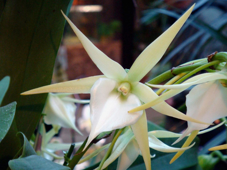 Уникальная особенность этой орхидеи - очень длинный шпорец-нектарохранилище