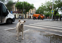 В Астраханской области одобрили законопроект, позволяющий умерщвлять бродячих собак