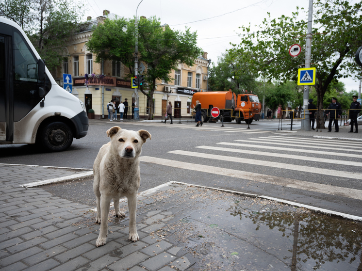 В Астрахани могут начать умерщвлять бродячих собак