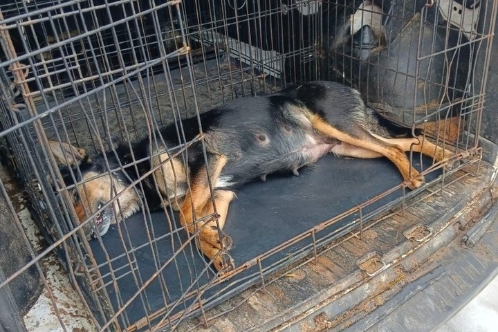 В Сеймском округе Курска 24 декабря отловили 10 безнадзорных собак