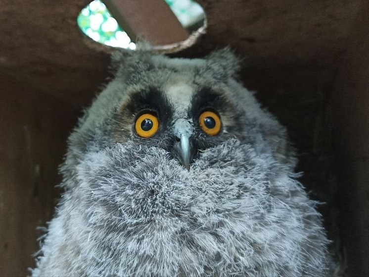 Газоснабжение мариупольского зоопарка восстановят в ближайшие дни