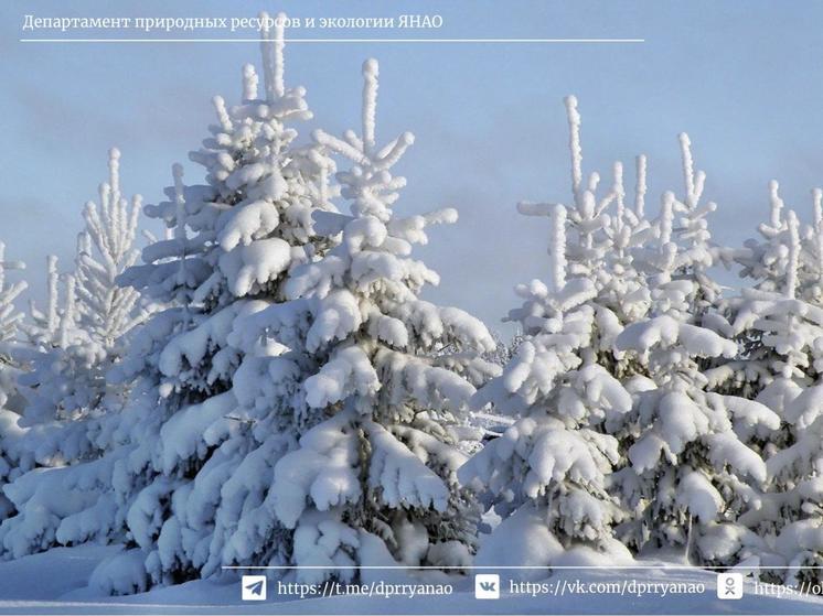 Жители Ямала купили в лесничествах больше 1000 елок к Новому году