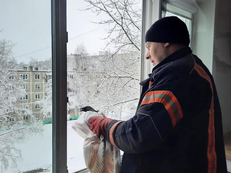 Подмосковные спасатели помогли галке выбраться на волю