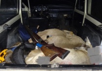 Полиция передала в суд дело двоих омичей, которых обвинили в незаконной охоте