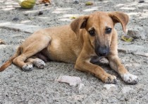 В Астрахани депутаты почти единогласно приняли закон о применении эвтаназии в отношении бездомных собак