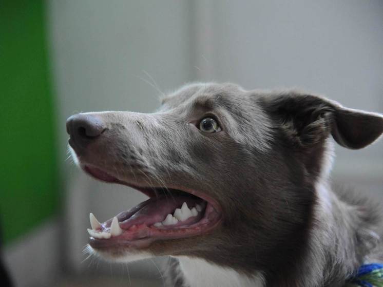 В Астраханской области разрешили усыплять бездомных агрессивных собак
