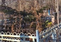 В Приморье неизвестные вандалы под Новый год спилили елку, которая росла возле могилы ребенка на кладбище